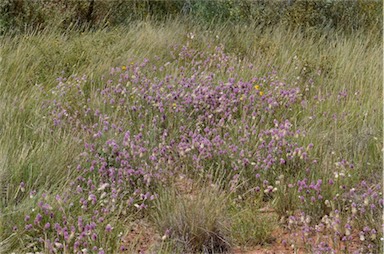 APII jpeg image of Ptilotus helipteroides  © contact APII