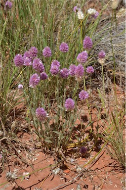 APII jpeg image of Ptilotus helipteroides  © contact APII