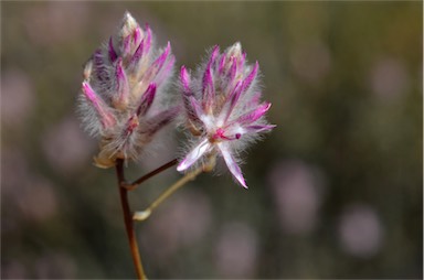 APII jpeg image of Ptilotus whitei  © contact APII