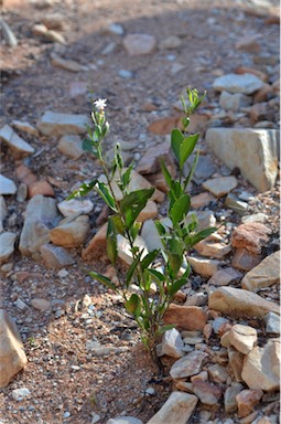 APII jpeg image of Jasminum calcareum  © contact APII