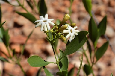 APII jpeg image of Jasminum calcareum  © contact APII