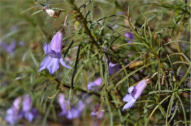 APII jpeg image of Eremophila gilesii subsp. gilesii  © contact APII