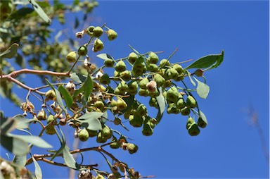 APII jpeg image of Codonocarpus cotinifolius  © contact APII