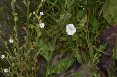 APII jpeg image of Nicotiana megalosiphon  © contact APII