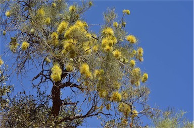 APII jpeg image of Hakea divaricata  © contact APII