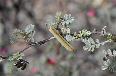 APII jpeg image of Indigofera leucotricha  © contact APII