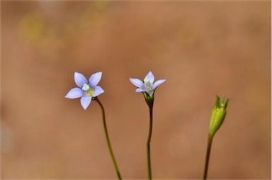 APII jpeg image of Wahlenbergia tumidifructa  © contact APII