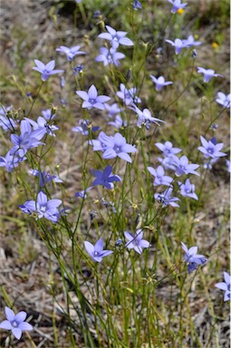 APII jpeg image of Wahlenbergia queenslandica  © contact APII