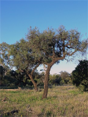 APII jpeg image of Hakea divaricata  © contact APII