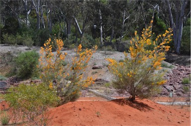 APII jpeg image of Grevillea juncifolia  © contact APII