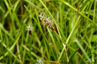 APII jpeg image of Eleocharis atricha  © contact APII