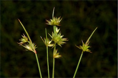 APII jpeg image of Juncus capitatus  © contact APII