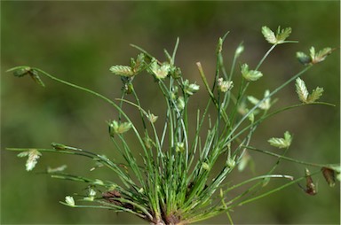 APII jpeg image of Isolepis levynsiana  © contact APII