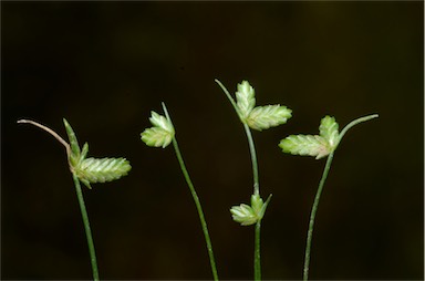 APII jpeg image of Isolepis levynsiana  © contact APII