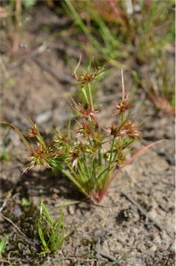 APII jpeg image of Juncus capitatus  © contact APII