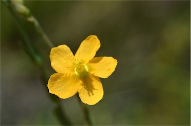 APII jpeg image of Hypericum gramineum  © contact APII