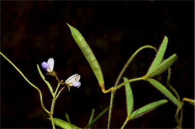 APII jpeg image of Glycine clandestina  © contact APII