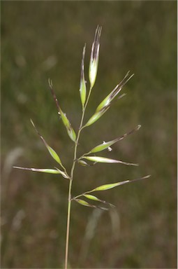 APII jpeg image of Rytidosperma caespitosum  © contact APII