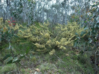 APII jpeg image of Pomaderris phylicifolia subsp. ericoides  © contact APII