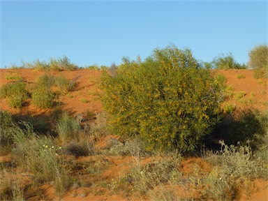 APII jpeg image of Acacia ligulata  © contact APII