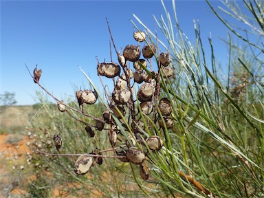 APII jpeg image of Grevillea stenobotrya  © contact APII