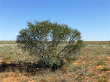 APII jpeg image of Grevillea stenobotrya  © contact APII