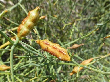 APII jpeg image of Lechenaultia divaricata  © contact APII