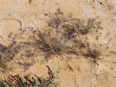 APII jpeg image of Eragrostis pergracilis  © contact APII