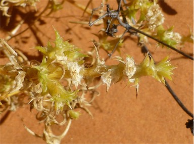 APII jpeg image of Salsola australis  © contact APII