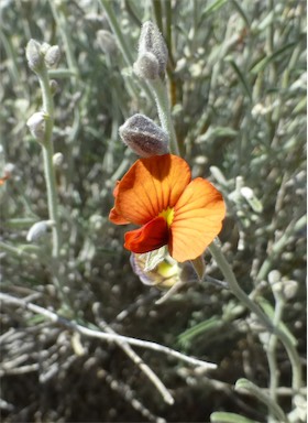 APII jpeg image of Isotropis wheeleri  © contact APII