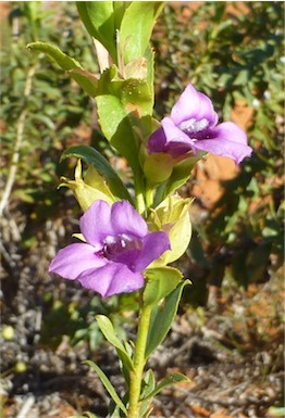 APII jpeg image of Eremophila willsii subsp. integrifolia  © contact APII