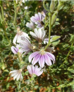 APII jpeg image of Scaevola parvibarbata  © contact APII