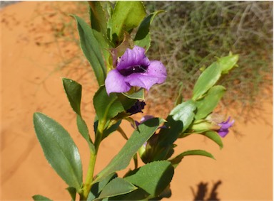 APII jpeg image of Eremophila willsii subsp. integrifolia  © contact APII