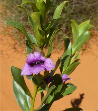 APII jpeg image of Eremophila willsii subsp. integrifolia  © contact APII