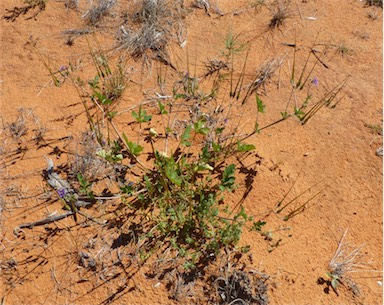 APII jpeg image of Erodium cygnorum  © contact APII