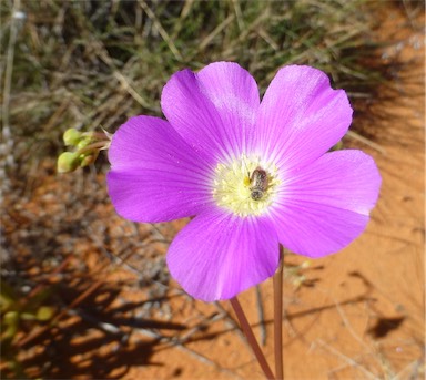 APII jpeg image of Calandrinia polyandra  © contact APII