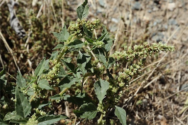 APII jpeg image of Amaranthus deflexus  © contact APII