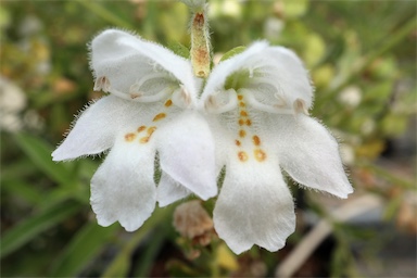 APII jpeg image of Prostanthera lithospermoides  © contact APII