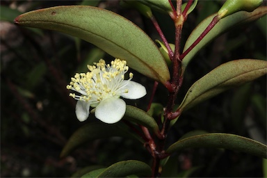 APII jpeg image of Pilidiostigma glabrum  © contact APII