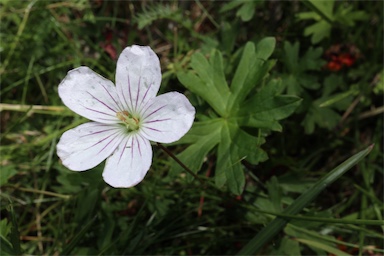 APII jpeg image of Geranium neglectum  © contact APII