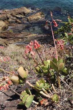 APII jpeg image of Cotyledon orbiculata  © contact APII