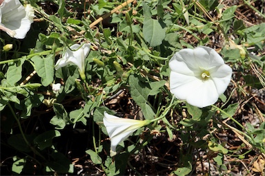 APII jpeg image of Convolvulus arvensis  © contact APII