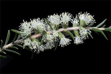 APII jpeg image of Melaleuca lanceolata  © contact APII