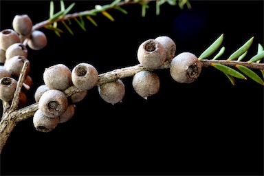 APII jpeg image of Melaleuca lanceolata  © contact APII