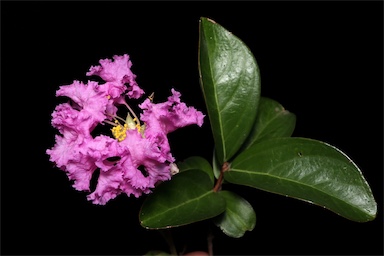 APII jpeg image of Lagerstroemia indica  © contact APII