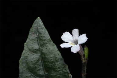 APII jpeg image of Brunoniella spiciflora  © contact APII