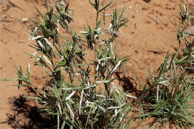 APII jpeg image of Cymbopogon obtectus  © contact APII