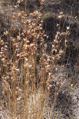 APII jpeg image of Themeda triandra  © contact APII