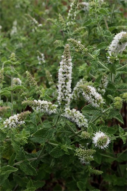 APII jpeg image of Mentha x rotundifolia  © contact APII