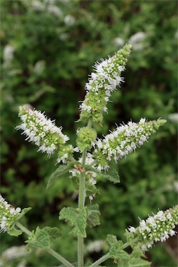 APII jpeg image of Mentha x rotundifolia  © contact APII